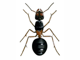 Illustration of Ant (wood) (male) Formica rufa (#1034)