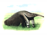 Illustration of Anteater (giant) Myrmecophaga tridactyla (#0236)