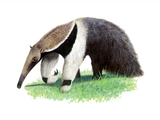 Illustration of Anteater (giant) Myrmecophaga tridactyla (#1132)