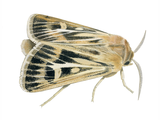 Illustration of Antler Moth (Cerapteryx graminis) (#4402)