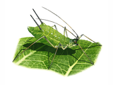 Illustration of Aphid (#2647)