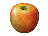 Illustration of Apple (Malus domestica) (#1539)