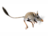 Illustration of Argyrolagus (#0513)