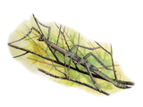 Illustration of Asian Giant Stick Insect (Pharnacia serratipes) (#1352)