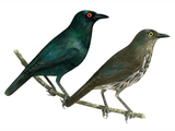 Illustration of Asian Glossy Starling (Aplonis panayensis) Top adlut Bottom immature (#2217)