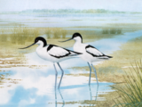 Illustration of Avocet (Recurvirostra avosetta) (#0728)