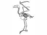 Illustration of Bald Eagle skeleton (Haliaeetus leucocephalus) (#0863)