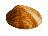 Illustration of Banded Carpet Shell (Tapes rhomboides) (#0807)