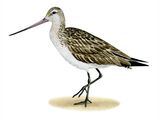 Illustration of Bar-tailed Godwit (Limosa lapponica) (#3341)