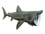 Illustration of Basking Shark (Cetorhinus maximus) (#2048)