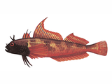 Illustration of Black-faced Blenny (Tripterygion tripterygion) (#2717)
