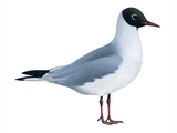 Illustration of Black-headed gull (Chroicocephalus ridibundus) (#1073)