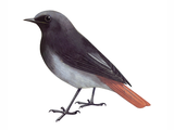 Illustration of Black Redstart (Phoenicurus ochruros) (#3645)