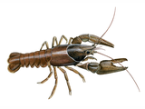 Illustration of Crayfish (Austropotamobius pallipes) (#2858)