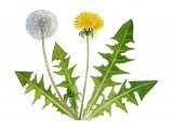 Illustration of Dandelion (Taraxacum officinale) (#0941)