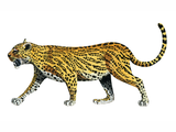 Illustration of Dinicti (#0523)