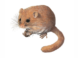 Illustration of Dormouse (Muscardinus avellanarius) (#4223)