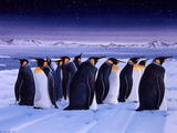Illustration of Emperor Penguin (Aptenodytes forsteri) (#1648)