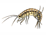 Illustration of Freshwater Shrimp (Gammarus pulex) (#2128)