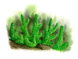 Illustration of Freshwater Sponge (Ephydatia fluviatilis) (#1529)