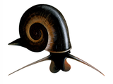 Illustration of Great Ramshorn Snail (Planorbis planorbis) (#1555)