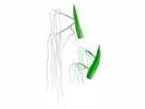 Illustration of Hydra - Green & Brown (Hydra viridis) (H. oligactis) (#1530)