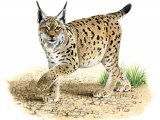 Illustration of Lynx (Lynx lynx) (#2302)