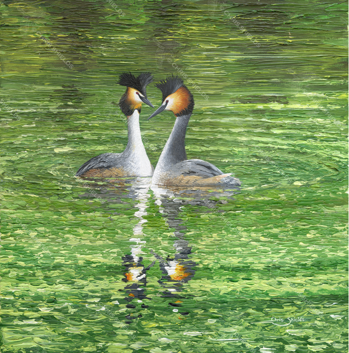 Painting of Great Crested Grebe Courtship Dance