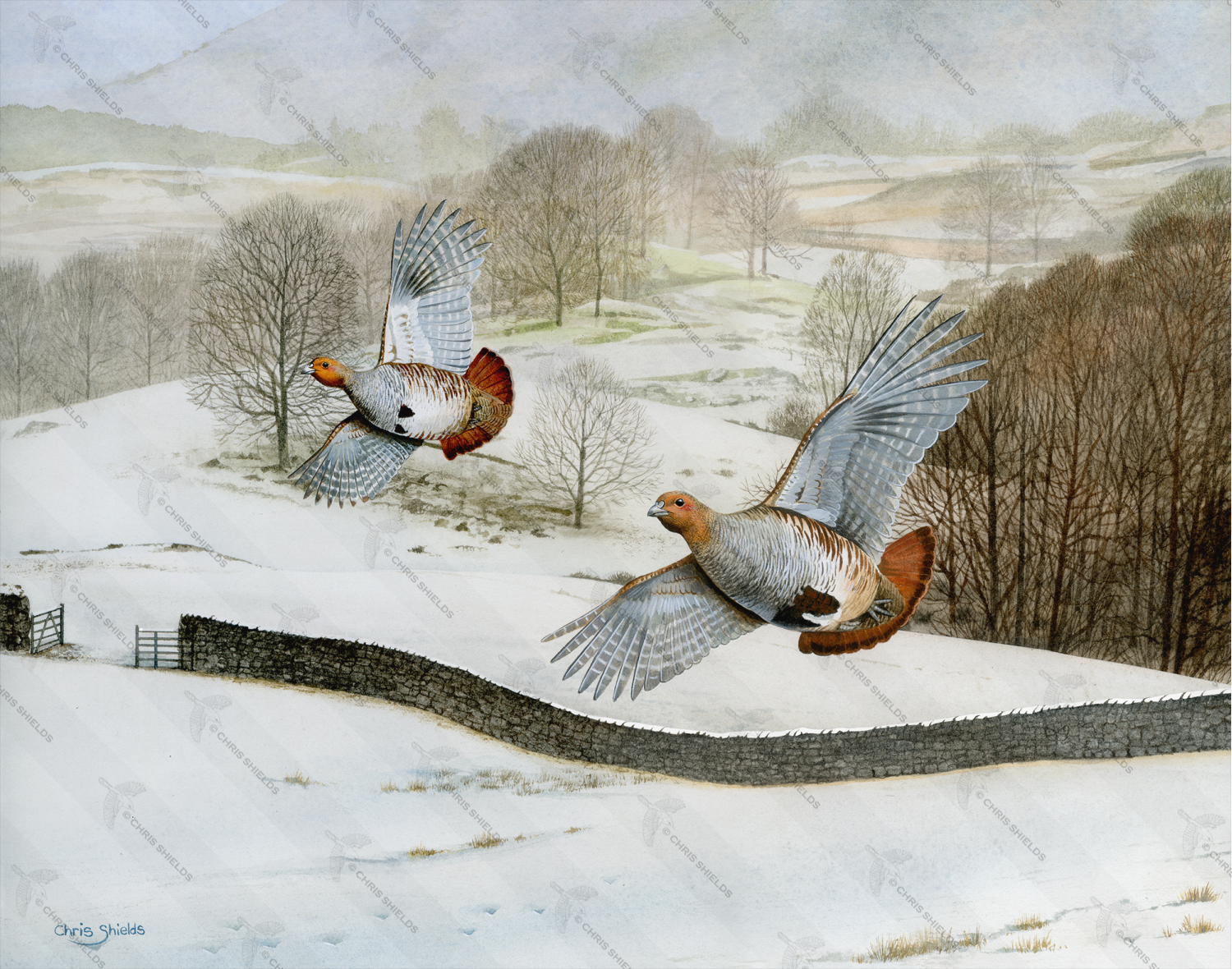 Painting of Lakeland Winter (Grey Partridges) 
