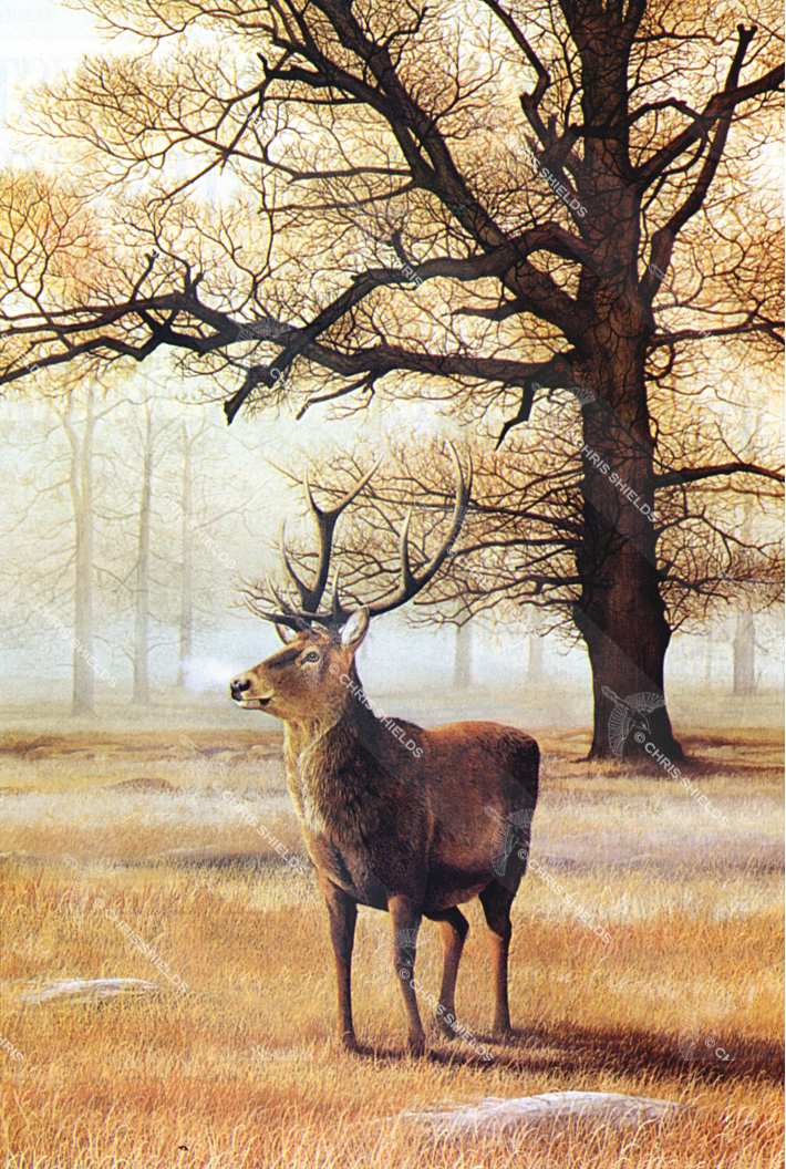 Painting of Red Deer Stag