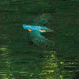 Painting of Green Water - Electric Blue Kingfisher